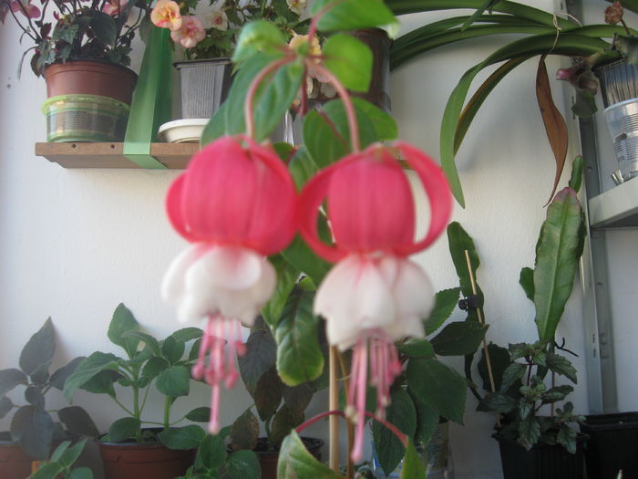 Multumesc ,Calinchent !