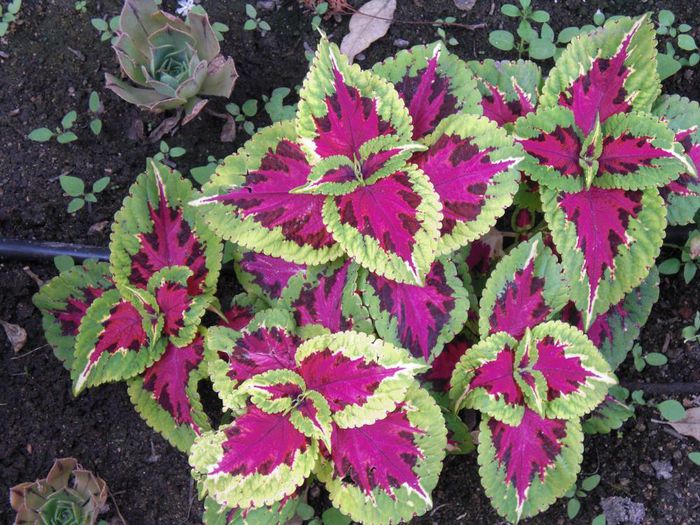 Solenostemon scutellarioides - ao-alte seminte rare