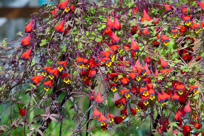 Tropaeolum-tricolor - ao-alte seminte rare