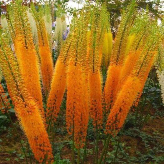 Eremurus Cleopatra - ao-alte seminte rare