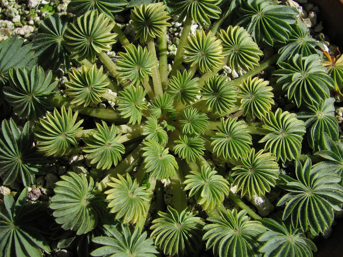 oxalis-palmifrons - ao-alte seminte rare