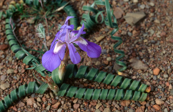 Moraea pritzeliana - ao-alte seminte rare