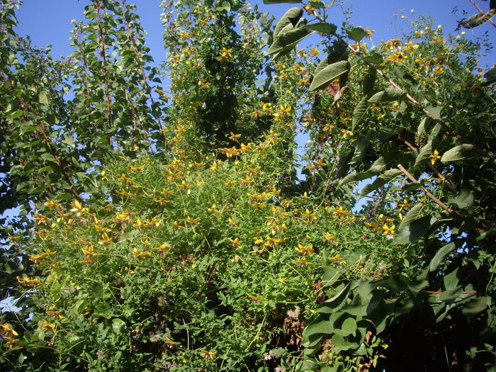 GOLDEN  TIARA KUGOTIA