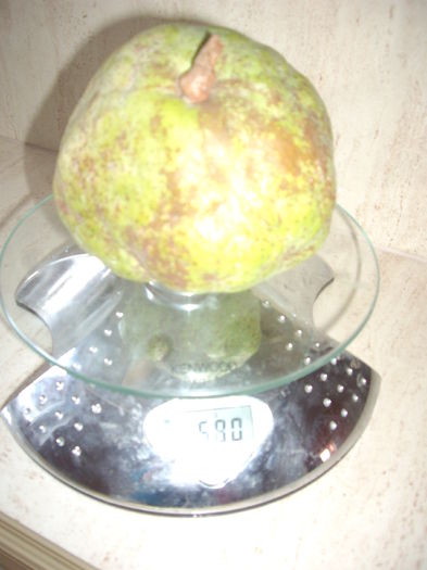 para dwarf - flori si trandafiri - 2014  -1