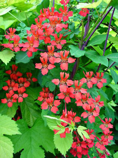 Tropaeolum speciosum - ao-alte seminte rare