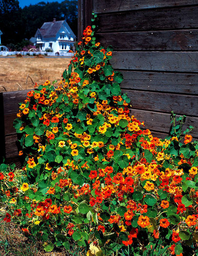 nasturtium urcator - ao-alte seminte rare