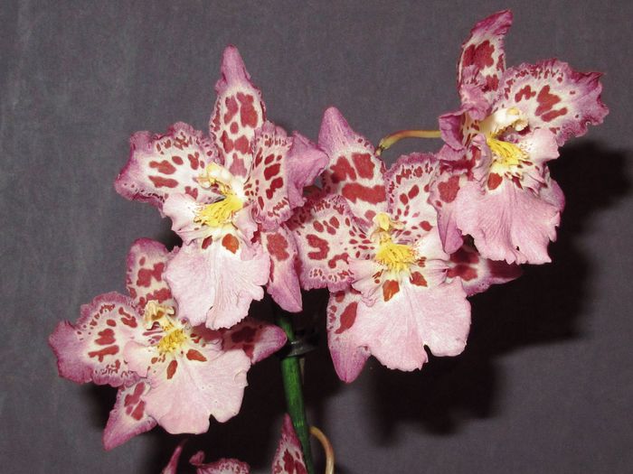 Wilsonara Calico Gem