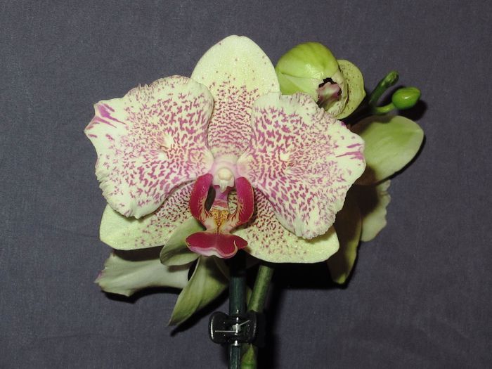 IMG_2532 - Phalaenopsis