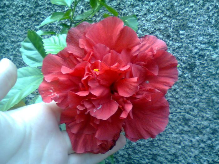 Fotografie3416 - Hibiscus