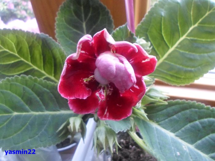 053 iunie 2014 - Gloxinia Red-pierdut