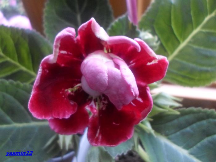 055 iunie 2014 - Gloxinia Red-pierdut