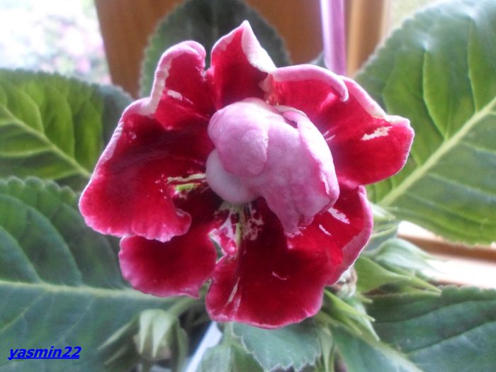 056 iunie 2014 - Gloxinia Red-pierdut