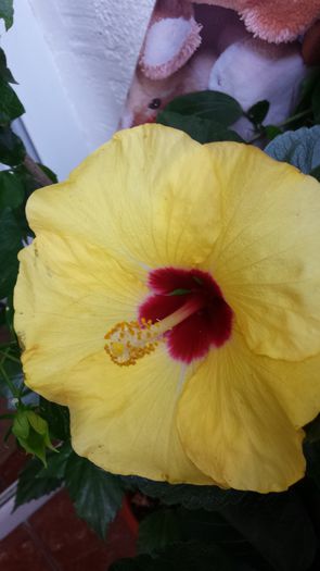 Boreas Yellow - Hibiscusi