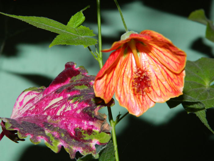 DSCN9355 - SEPTEMBRIE_2_2014