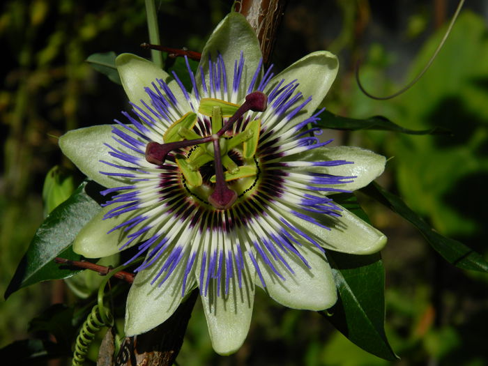 DSCN9360 - SEPTEMBRIE_2_2014