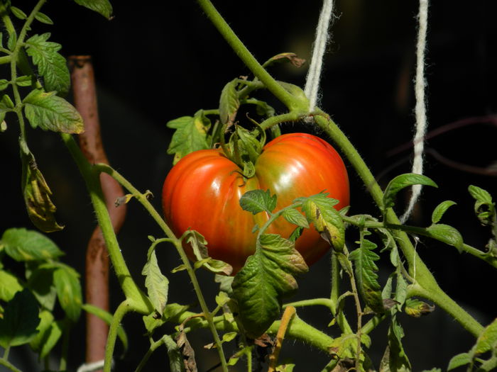 DSCN9364 - SEPTEMBRIE_2_2014