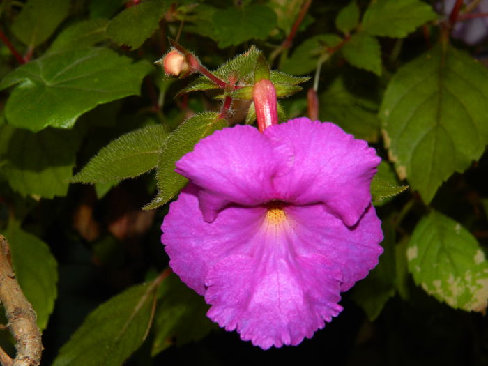 DSCN9383 - SEPTEMBRIE_2_2014