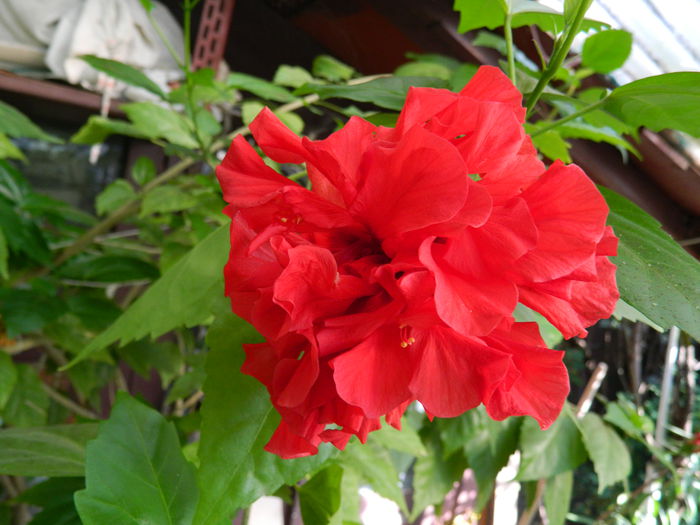 DSCN9384 - SEPTEMBRIE_2_2014