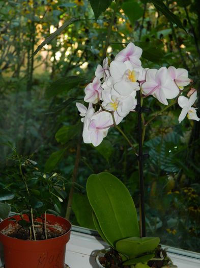 DSCN9418 - SEPTEMBRIE_2_2014