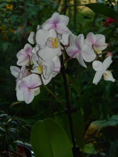 DSCN9420 - SEPTEMBRIE_2_2014