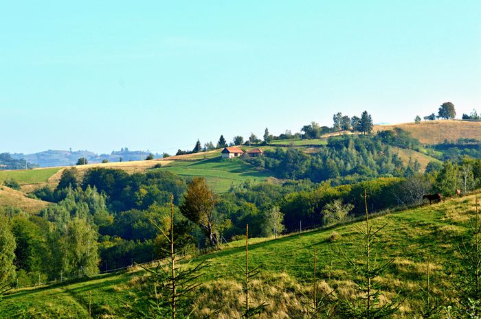 Poiana Marului din curtea lui Damian !