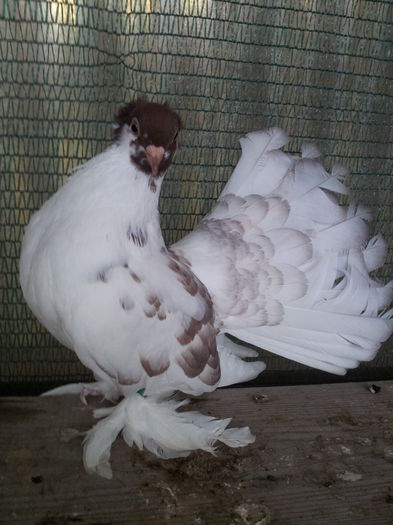 inel 20352, F 2014 - au fost VANDUTI