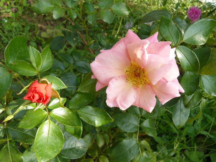 Aprikola prima floare - Gradina rozelor_2014