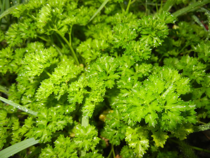 Curled Parsley Grandeur (2014, July 08) - Parsley_Patrunjel