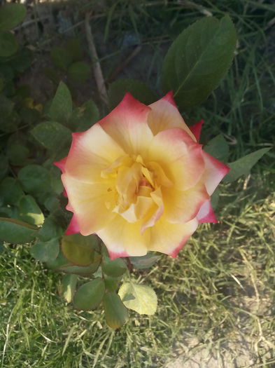 IMG_20140919_161155 - trandafiri