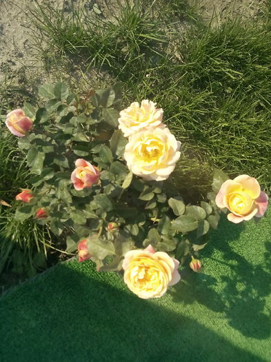 IMG_20140919_161135 - trandafiri
