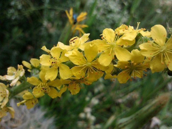 IMG_20140615_133948-002 - FLORI DE CAMP