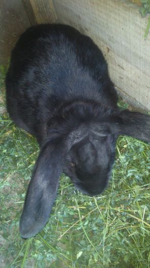 mascul la varsta de 6 luni - G iepuri berbec german