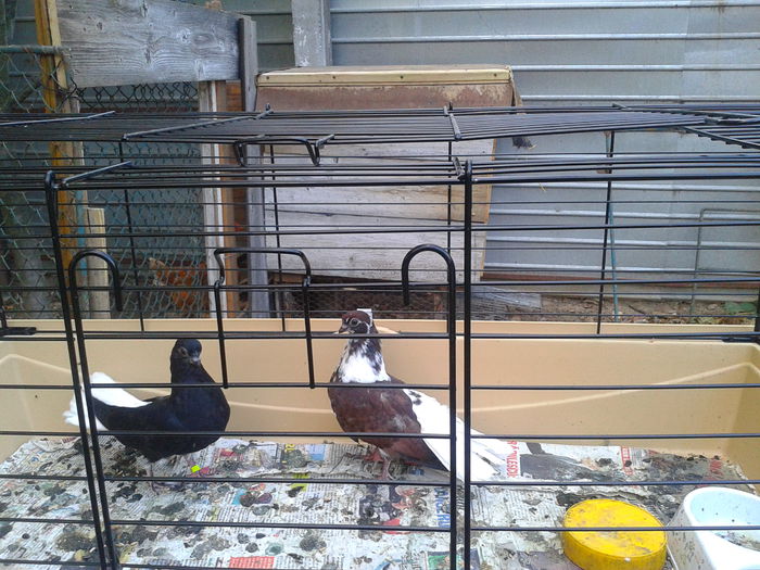 pui; negru posibil femela%u0219 cafeniu cred mascul
