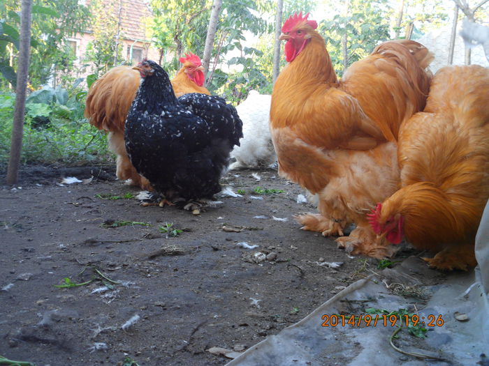 IMG_4145 - TINERET 2014   1