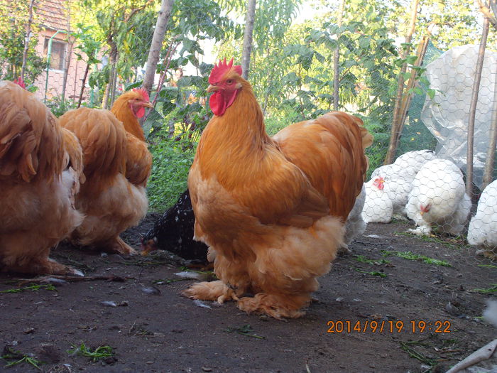 IMG_4118 - TINERET 2014   1