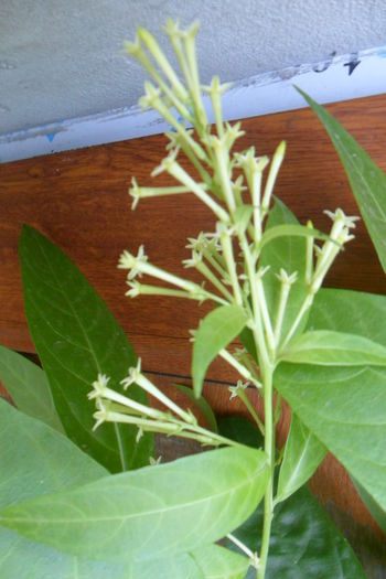 cestrum nocturnum - jasmin