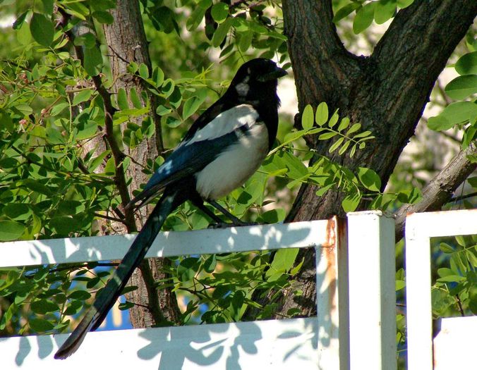 Sarcă - 2-1  Regionalisme din MM