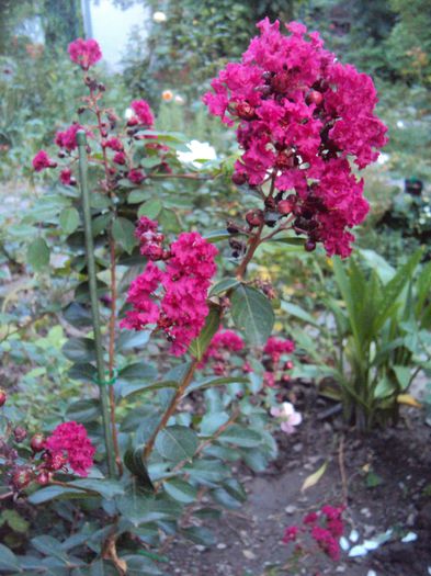 DSC03523 - Lagerstroemia indica