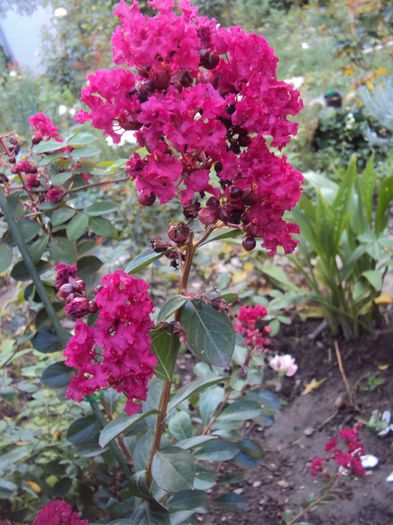 DSC03538 - Lagerstroemia indica