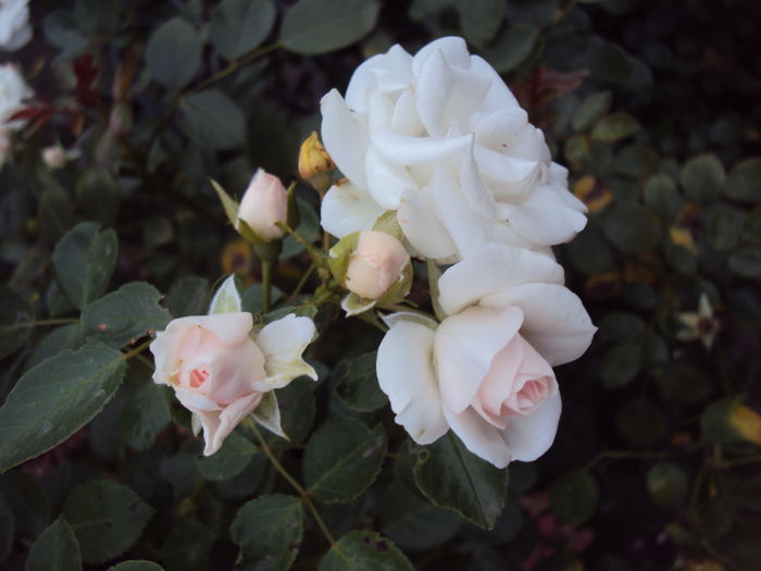 DSC03589 - Aspirin Rose