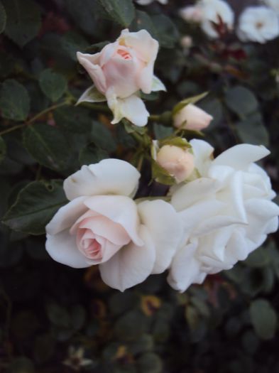 DSC03591 - Aspirin Rose