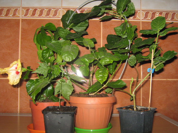 Picture My plants 1296 - Achizitii noi- 2014