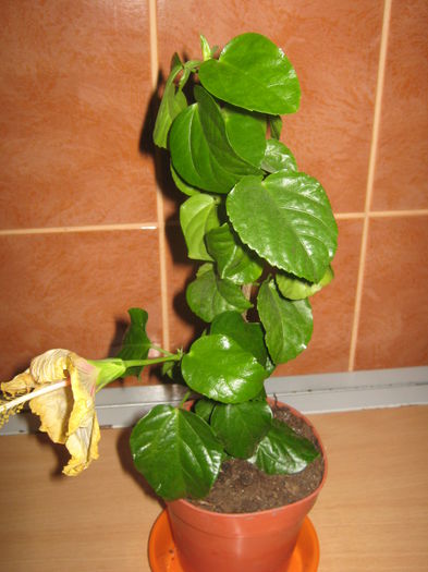 Picture My plants 1299 - Achizitii noi- 2014