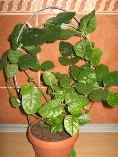 Jasminum Made Of Orleans - Achizitii noi- 2014
