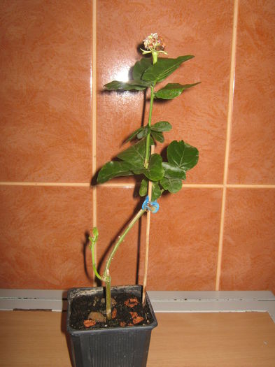 Jasminum Duke Of Tuscany - Achizitii noi- 2014