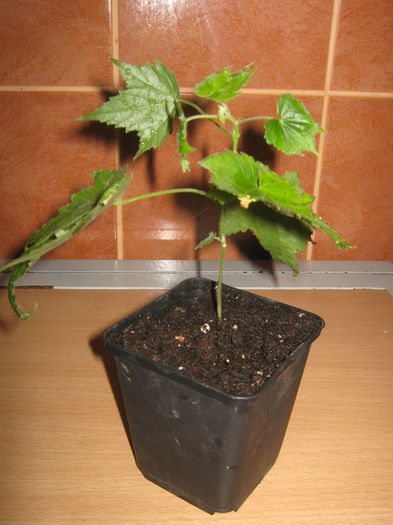 Abutilon Orange - Achizitii noi- 2014