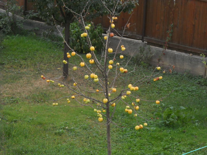 ..chiar și pe acest pleșuv - La fereastra casei mele