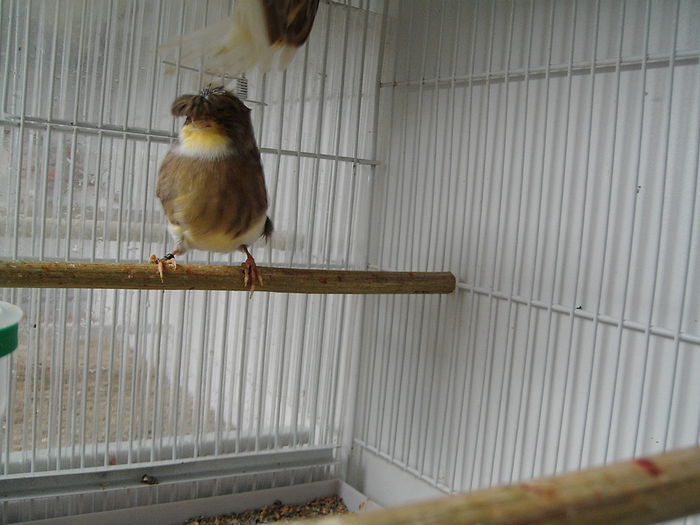 IMG_4660 - Canari Glosteri