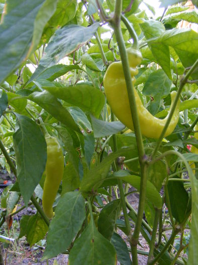 DSCF0267