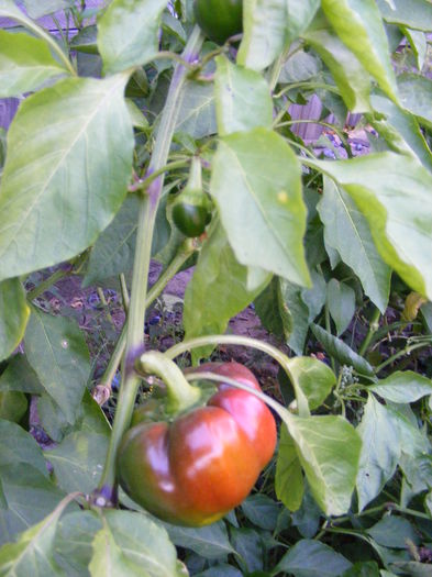 DSCF0270